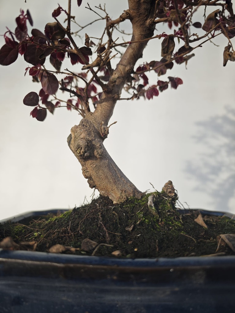 *L 21. Loropetalum 100 euros con evio gratis peninsula.