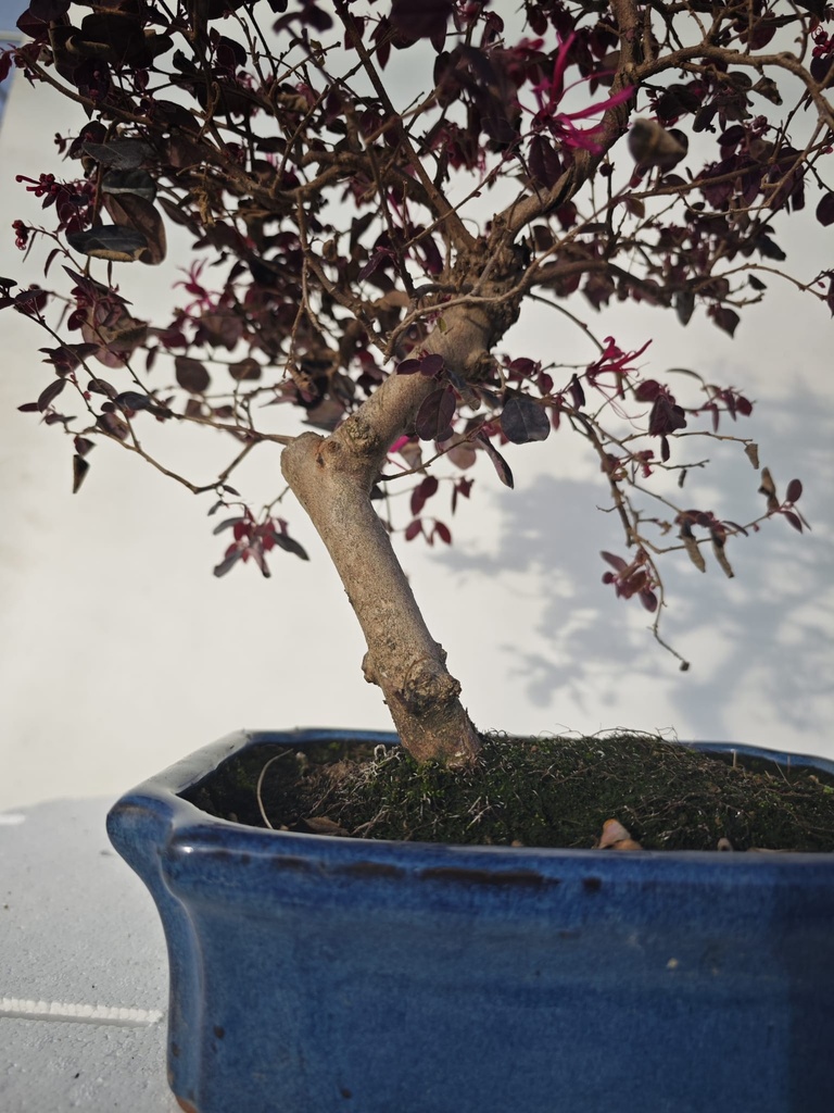 *L 22. Loropetalum 100 euros con evio gratis peninsula.