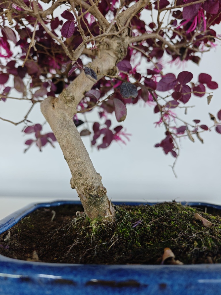 *L 22. Loropetalum 100 euros con evio gratis peninsula.