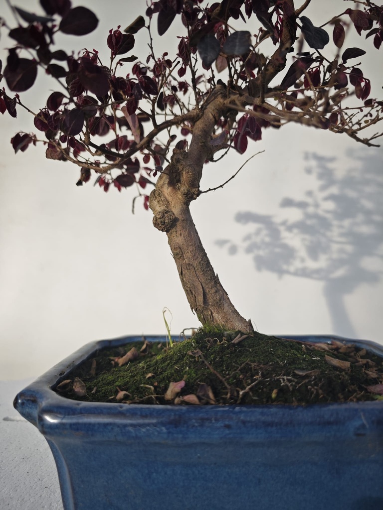 *L 23. Loropetalum 100 euros con evio gratis peninsula.