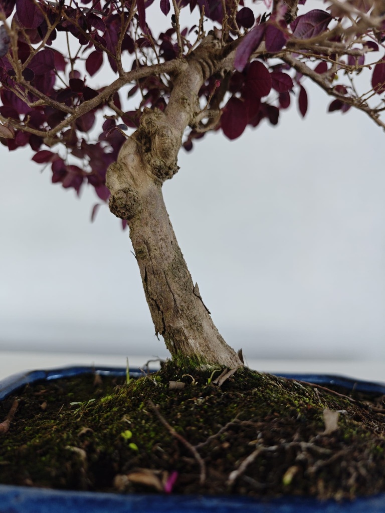 *L 23. Loropetalum 75 euros con evio gratis peninsula.