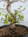 *Ca 1. Carpinus coreana 120 euros con envio gratis peninsula.