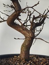 *Ca 4. Carpinus coreana 120 euros con envio gratis peninsula.