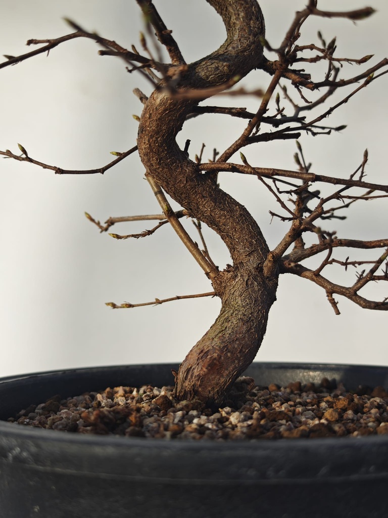 *Ca 5. Carpinus coreana 120 euros con envio gratis peninsula.