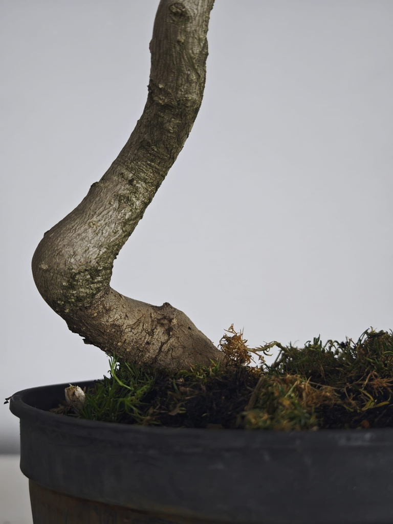 *Gi 2. Gingo biloba 70 euros con envio gratis peninsula.