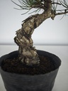 * Pe 1. Pinus pentaphylla 120 euros con envio gratis peninsula.