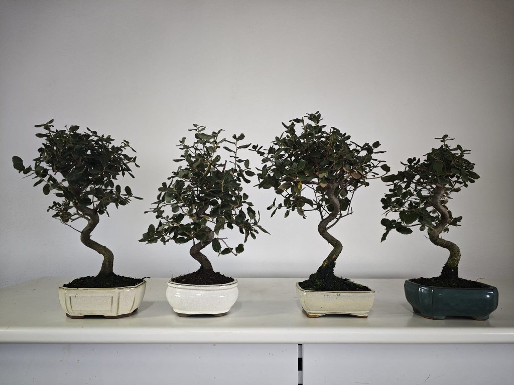 * Quercur suber 55 euros con envio gratis peninsula.