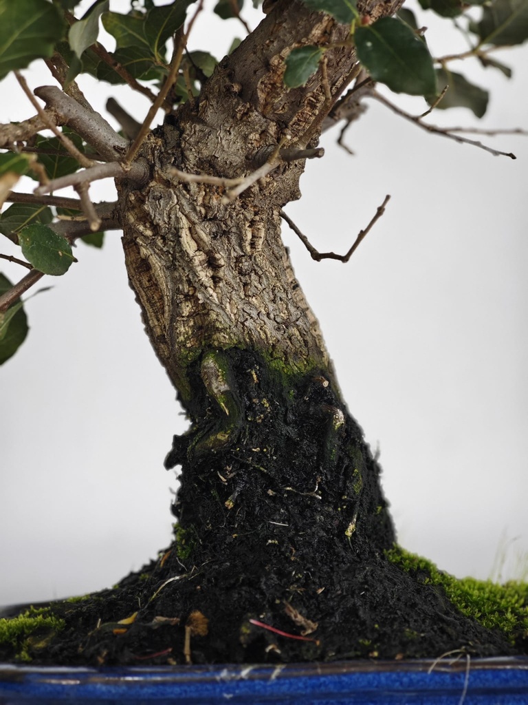 *Q 23. Quercur suber 90 euros con envio gratis peninsula.