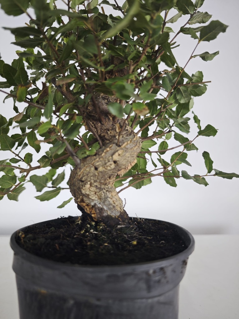 *Q 33. Quercur suber 90 euros con envio gratis peninsula.