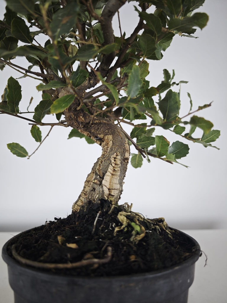 *Q 35. Quercur suber 90 euros con envio gratis peninsula.