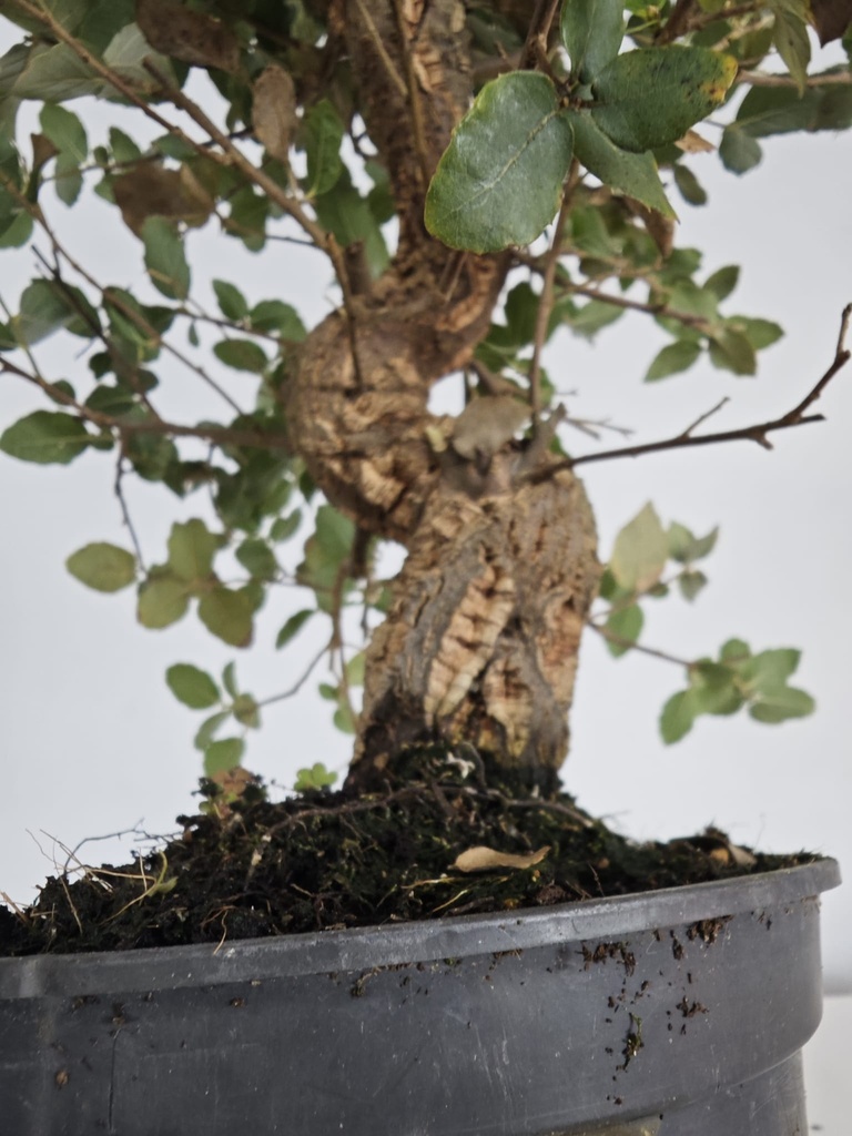 *Q 37. Quercur suber 90 euros con envio gratis peninsula.