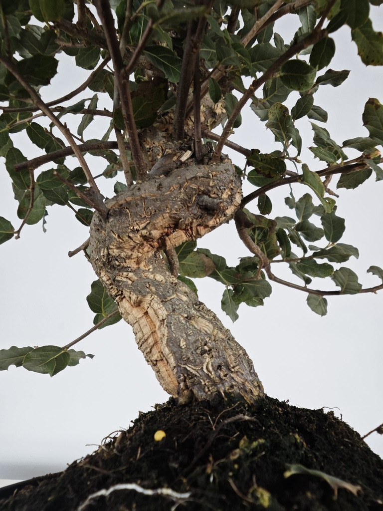 *Q 41. Quercur suber 90 euros con envio gratis peninsula.