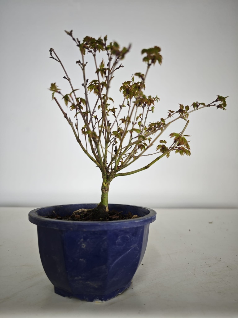 * k 2. Acer palmatum kiyohime 100 euros con envio gratis peninsula.