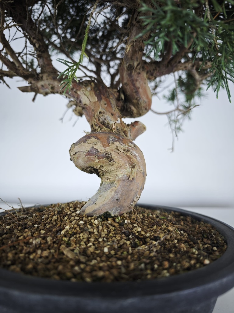 *K 1. Juniperus chinensis kyushu 230 euros con envio gratis peninsula.
