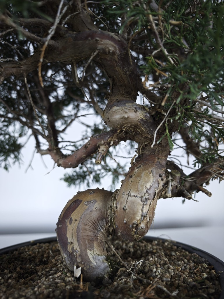 *K 2. Juniperus chinensis kyushu 230 euros con envio gratis peninsula.