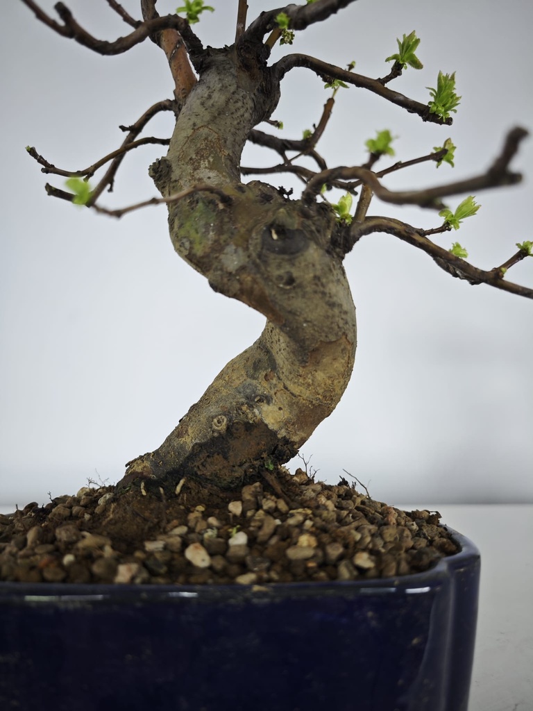 *Ch 3. Chaenomeles 250 euros con envio gratis peninsula.