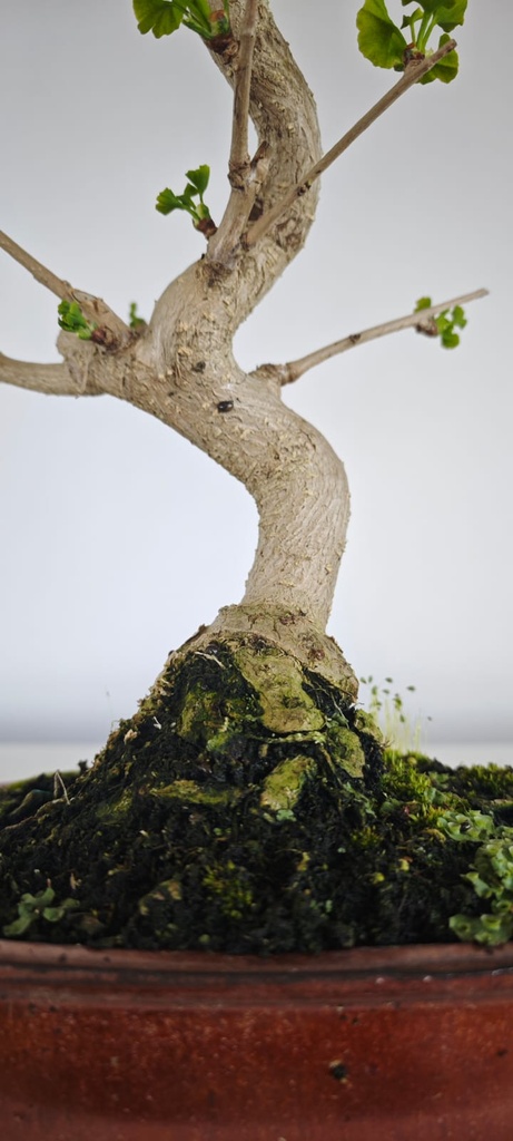 *GI 4. Ginkgo biloba 120 euros con envio gratis peninsula.