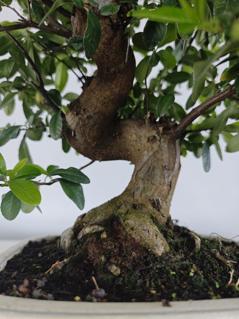 *PY 11. Pyracantha 200 euros con envio gratis peninsula.