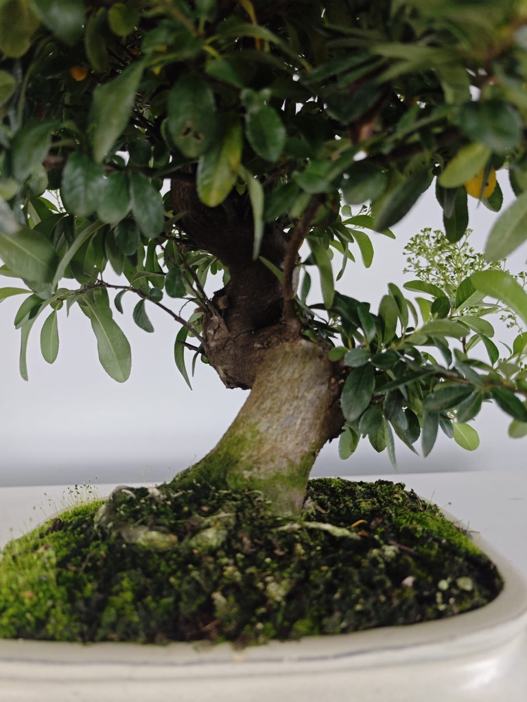 *PY 12. Pyracantha 200 euros con envio gratis peninsula.