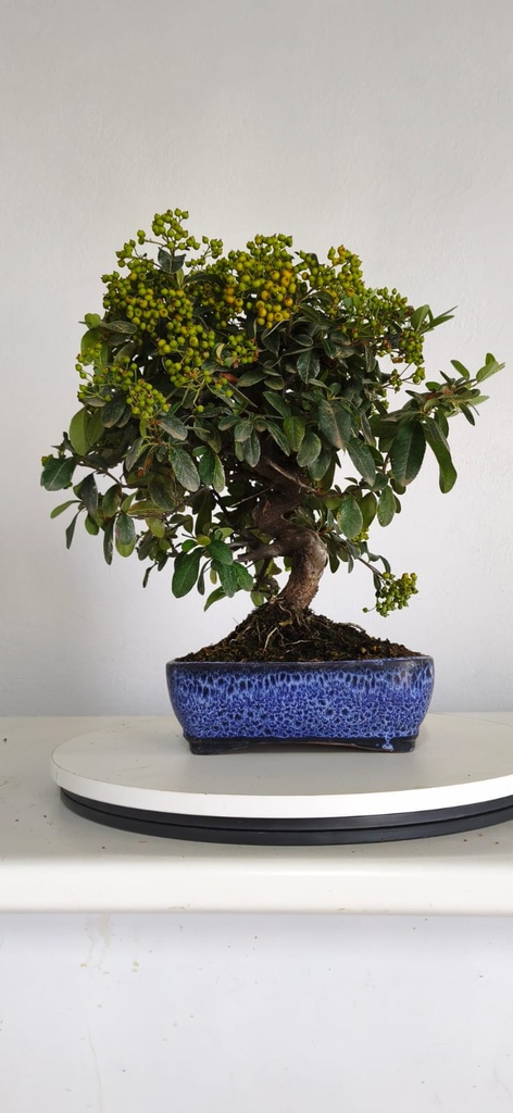 *PY 13. Pyracantha 100 euros con envio gratis peninsula.