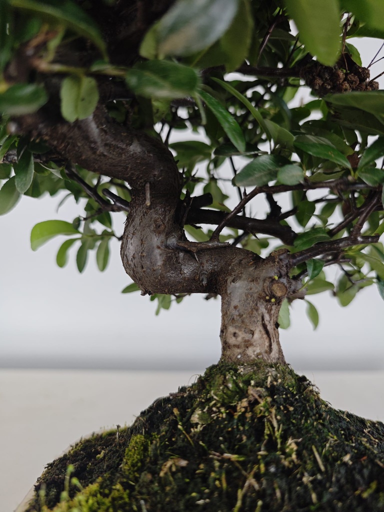 *PY 15. Pyracantha 100 euros con envio gratis peninsula.