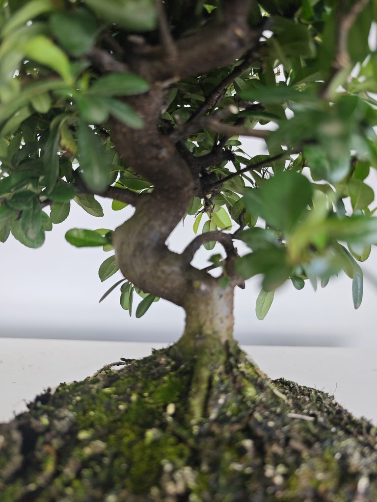 *PY 16. Pyracantha 100 euros con envio gratis peninsula.