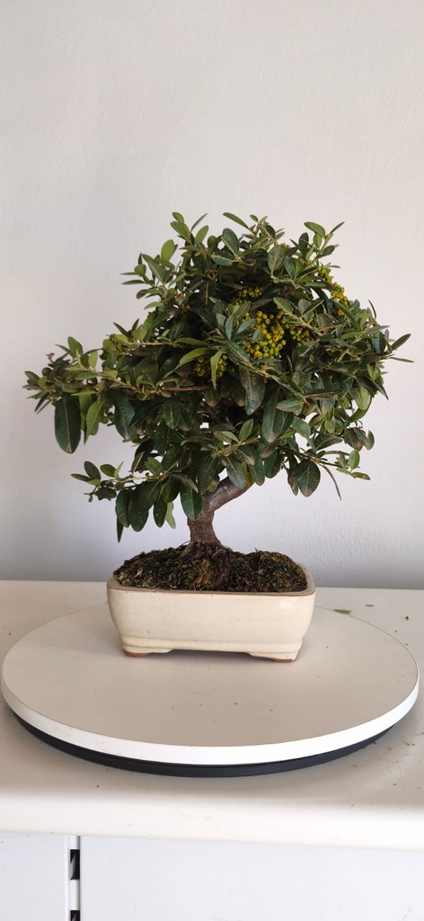 *PY 16. Pyracantha 100 euros con envio gratis peninsula.