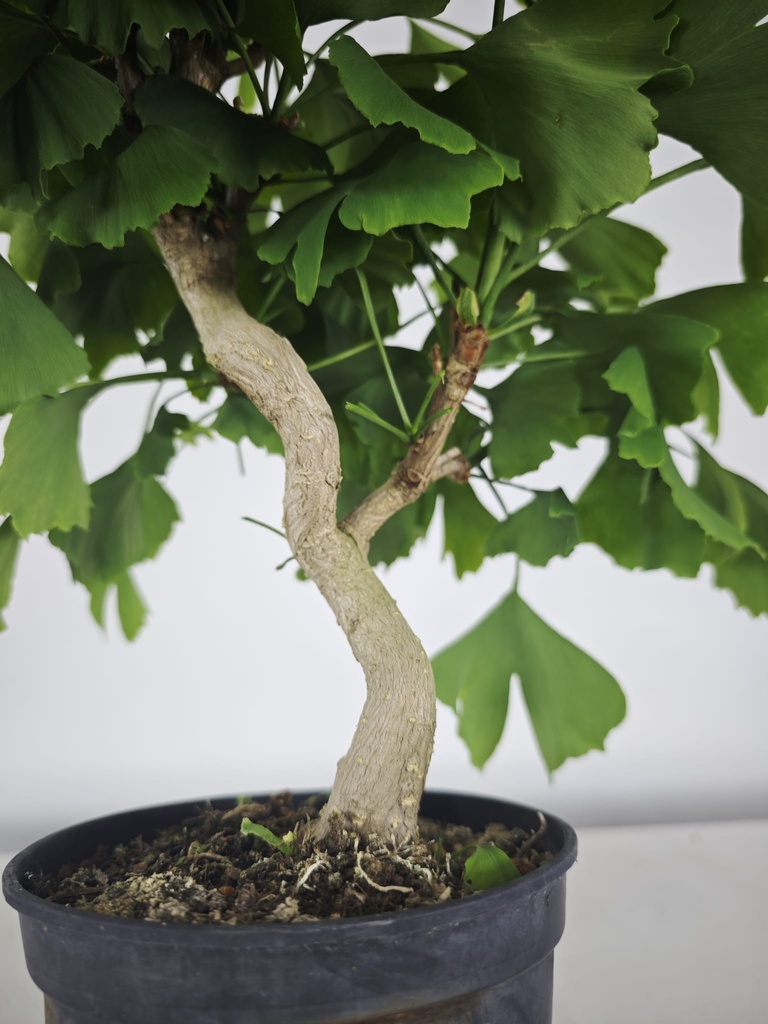 *GI 21 Ginkgo 70 euros con envio gratis peninsula.