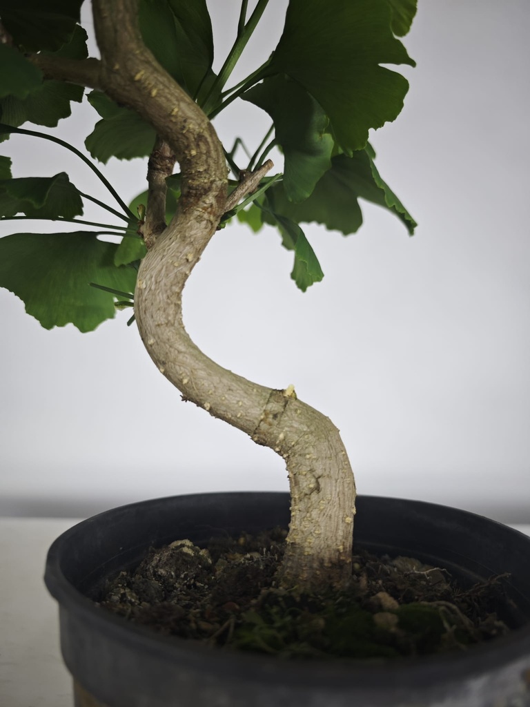 *GI 24 Ginkgo 70 euros con envio gratis peninsula.