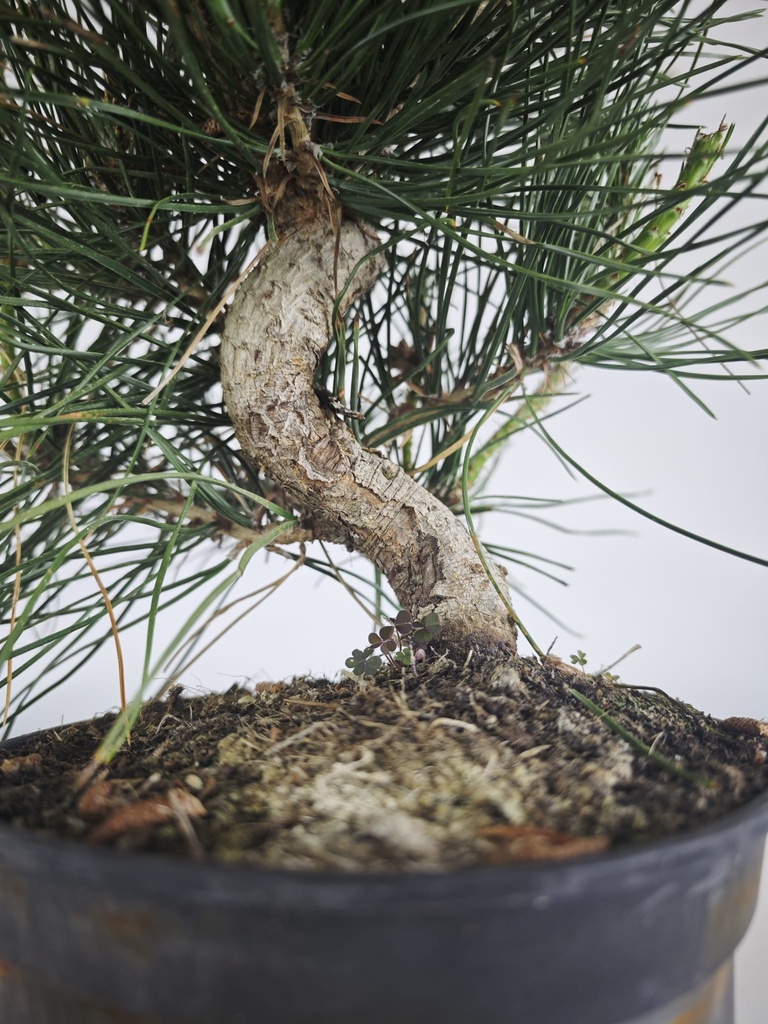 * P 10 Pinus thunbergii, 70 euros con envio gratis peninsula.