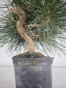 * P 13 Pinus thunbergii, 70 euros con envio gratis peninsula.