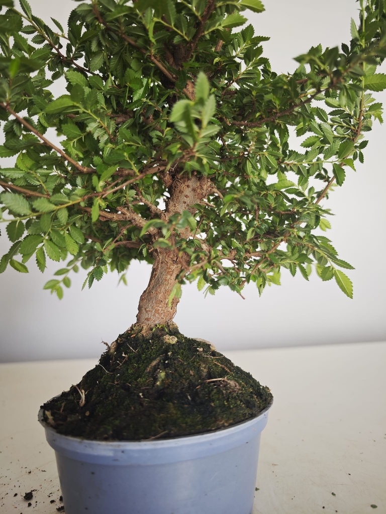 *Ul.3 Ulmus parvifolia, 95 euros con envio gratis peninsula.