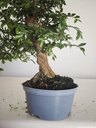 *Ul. O4 Ulmus parvifolia, 95 euros con envio gratis peninsula.