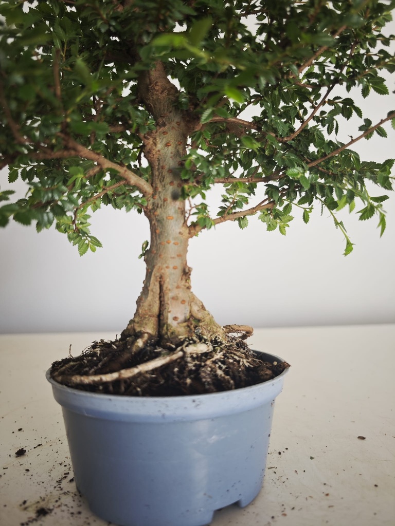 *Ul. 5 Ulmus parvifolia, 95 euros con envio gratis peninsula.