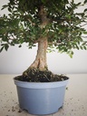 *Ul. 6 Ulmus parvifolia, 100 euros con envio gratis peninsula.