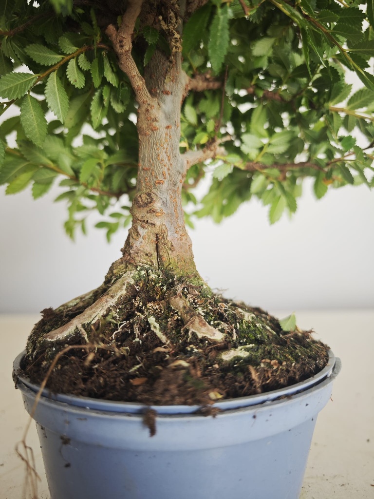 *Ul. 7 Ulmus parvifolia, 95 euros con envio gratis peninsula.