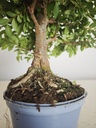 *Ul. 7 Ulmus parvifolia, 100 euros con envio gratis peninsula.