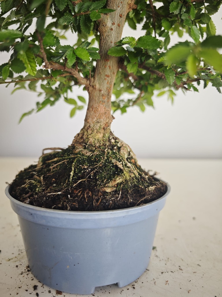 *Ul. 8 Ulmus parvifolia, 95 euros con envio gratis peninsula.