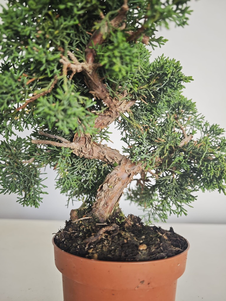 *J 10 Juniperus Chinensis Kishu, 55 euros con envio gratis peninsula.