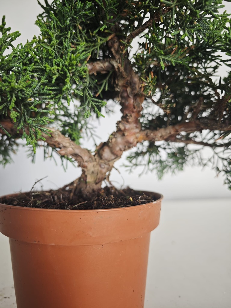 *J 13 Juniperus Chinensis Kishu, 55 euros con envio gratis peninsula.