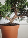 *J 13 Juniperus Chinensis Kishu, 55 euros con envio gratis peninsula.