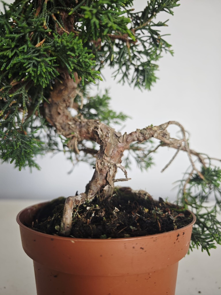 *J 15 Juniperus Chinensis Kishu, 55 euros con envio gratis peninsula.
