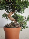 *J 1 7Juniperus Chinensis Kishu, 55 euros con envio gratis peninsula.