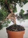 *J 1 8 Juniperus Chinensis Kishu, 55 euros con envio gratis peninsula.