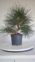 * P 7 Pinus thunbergii 70 euros con envio gratis peninsula.
