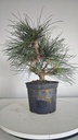 * P 9 Pinus thunbergii 70 euros con envio gratis peninsula.