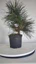 * P 10 Pinus thunbergii 70 euros con envio gratis peninsula.