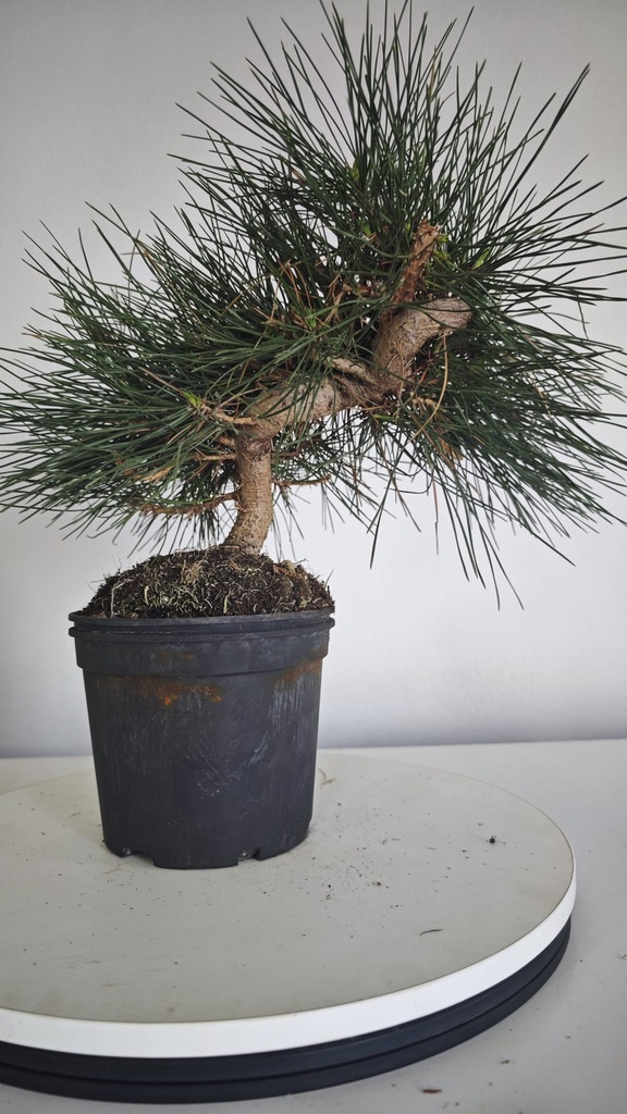 * P 11 Pinus thunbergii 70 euros con envio gratis peninsula.