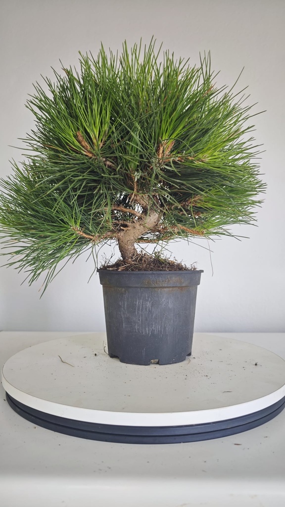 * P 14 Pinus thunbergii 70 euros con envio gratis peninsula.