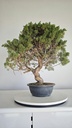 *KI 12 Juniperus chinensis kishu 230 euros con envio aleatorio y gratis peninsula